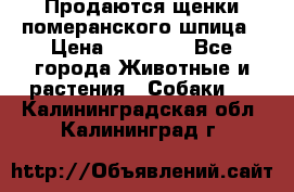 Продаются щенки померанского шпица › Цена ­ 45 000 - Все города Животные и растения » Собаки   . Калининградская обл.,Калининград г.